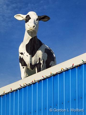 Cow On A Roof_DSCF03165.jpg - Photographed at Smiths Falls, Ontario, Canada.